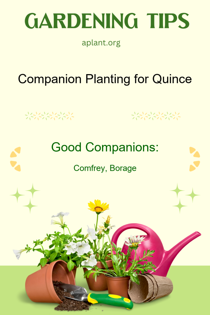 Companion Planting for Quince